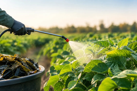 Seaweed Extract Foliar Spray Benefits for Crops